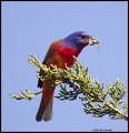 _2SB9063 painted bunting with insect